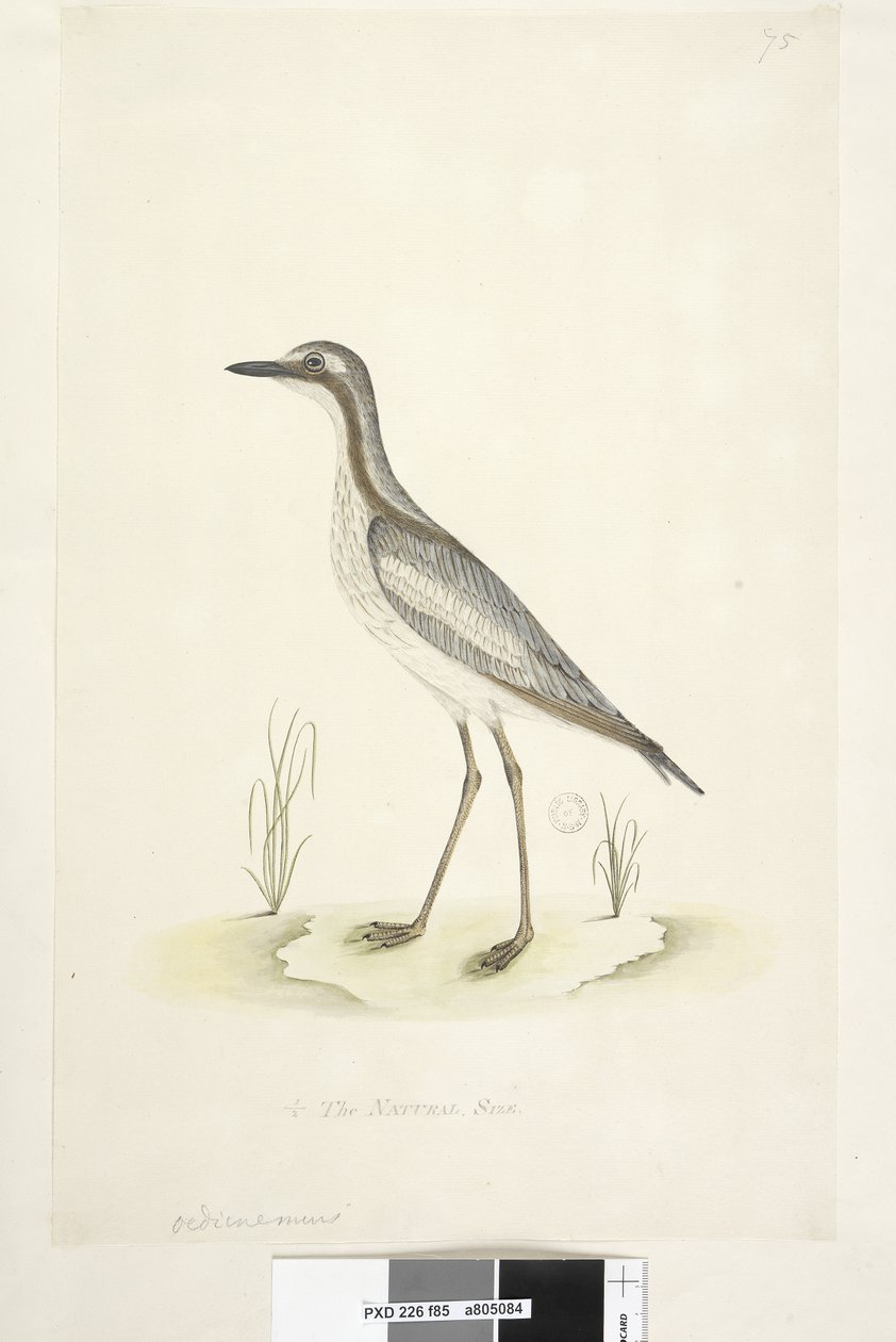 صفحة 85. Oedicnemus. في المركز السفلي بيد مختلفة 1-2 الحجم الطبيعي للحجر الجنوبي ، Curlew Burhinus magnirostris ، 1791-92 بواسطة فنان غير معروف