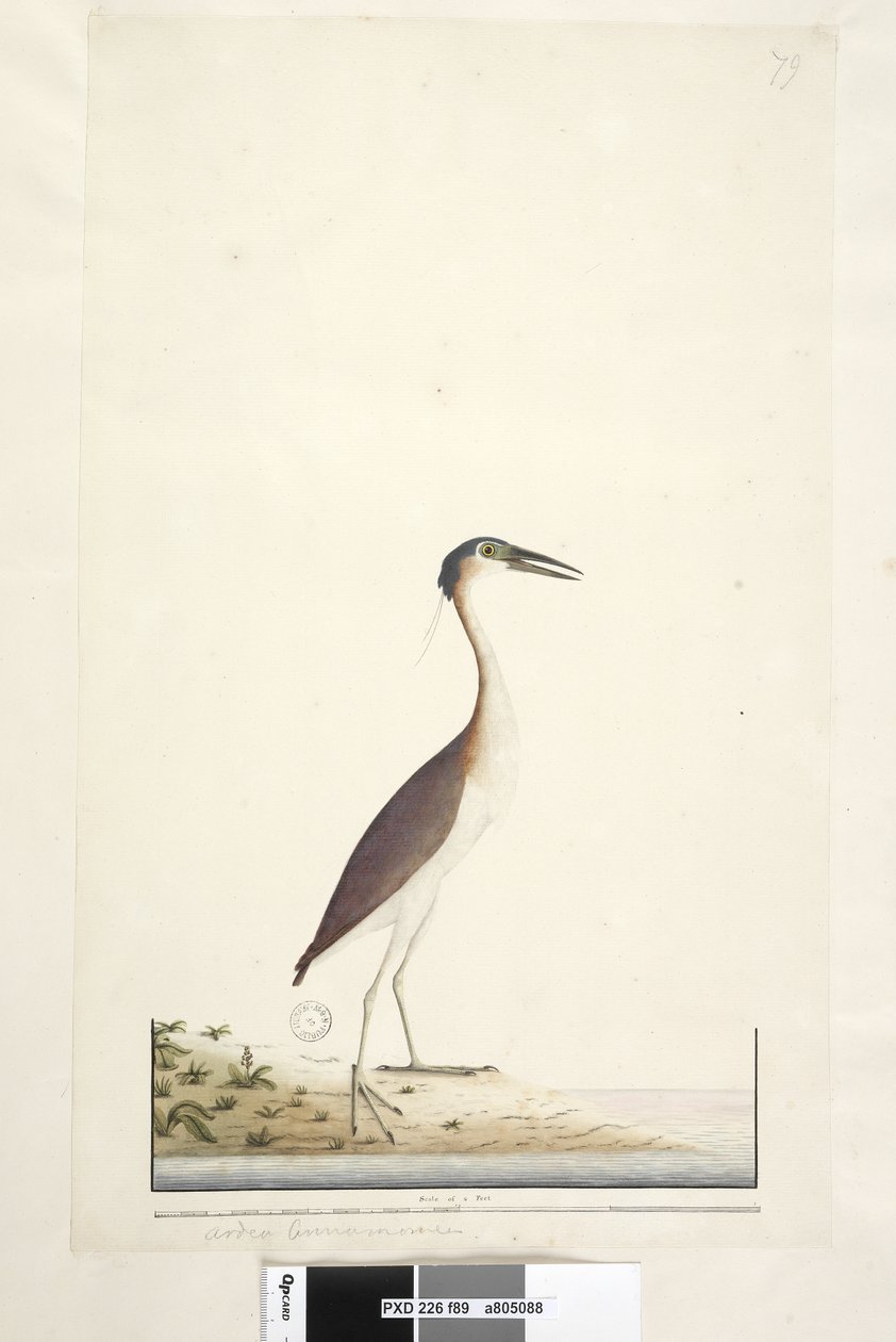 صفحة 89. Ardea ..؟ .. Nankeen Night ، Heron Nycticorax caledonicus ، 1791-92 بواسطة فنان غير معروف