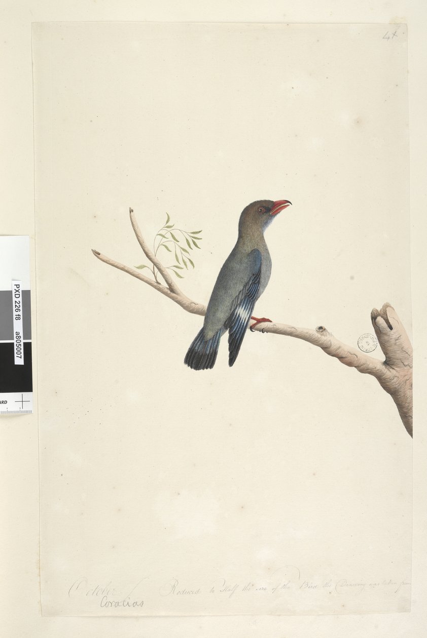 صفحة 8. Coraciae. على طول الحافة السفلية في مختلف أكتوبر. تم تصغير حجم الطائر إلى نصف حجمه ، وقد تم أخذ الرسم من الدولار ، الطيور Eurystomus orientalis ، 1791-92 بواسطة فنان غير معروف