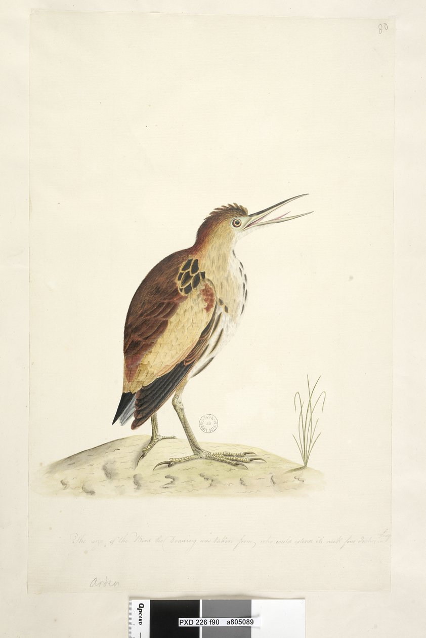 الصفحة 90. Ardea. بمحاذاة الحافة السفلية بيد مختلفة حجم الطائر الذي تم أخذ الرسم منه ، والذي يمكن أن يمد رقبته بطول أربع بوصات في الطول Little Bittern Ixobrychus minutus ، 1791-92 بواسطة فنان غير معروف
