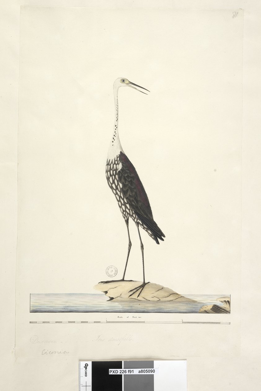 صفحة 91. Ciconia. العنوان أعلاه بيد مختلفة ديسمبر ، قزحية الشك بيضاء ، مالك الحزين Ardea pacifica Notophoyx pacifica ، 1791-92 بواسطة فنان غير معروف
