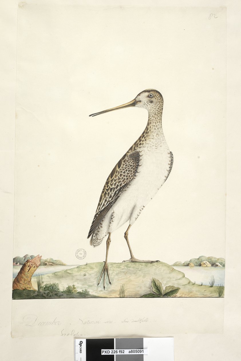 صفحة 92. Scolopax. العنوان أعلاه في توزيع ورق مختلف ديسمبر. الحجم الطبيعي ، القزحية المشكوك فيها اليابانية Snipe Gallinago hardwicki ، 1791-92 بواسطة فنان غير معروف