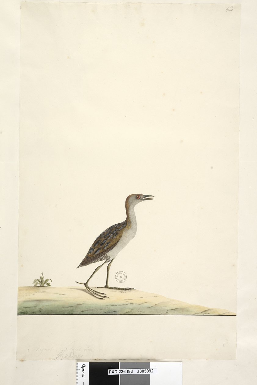 صفحة 93. رالوس. العنوان أعلاه في توزيع ورق مختلف أغسطس. الحجم الطبيعي Marsh Crake Porzana pusilla ، 1791-92 بواسطة فنان غير معروف