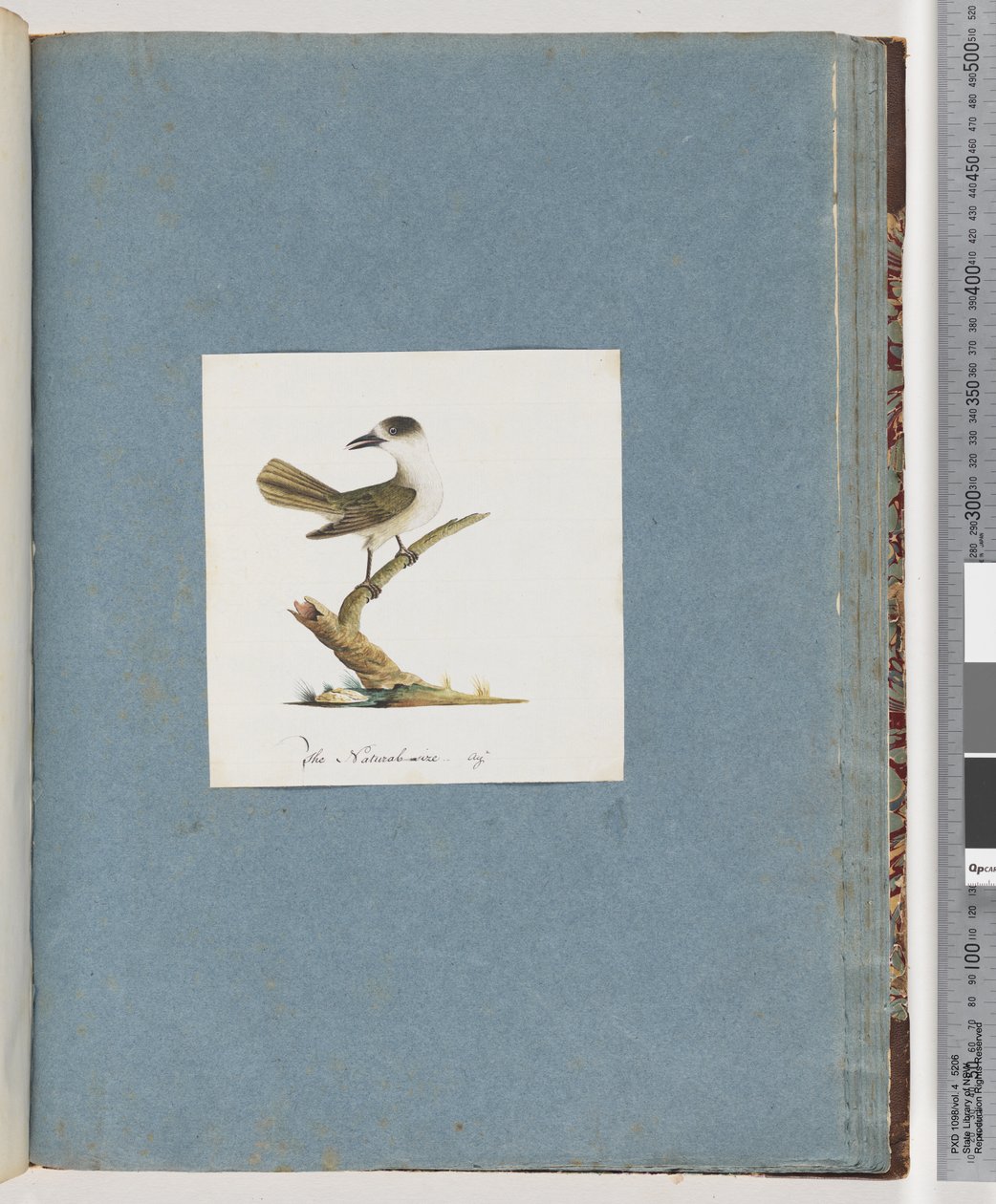صفحة 93. طائر غير معروف بواسطة فنان غير معروف