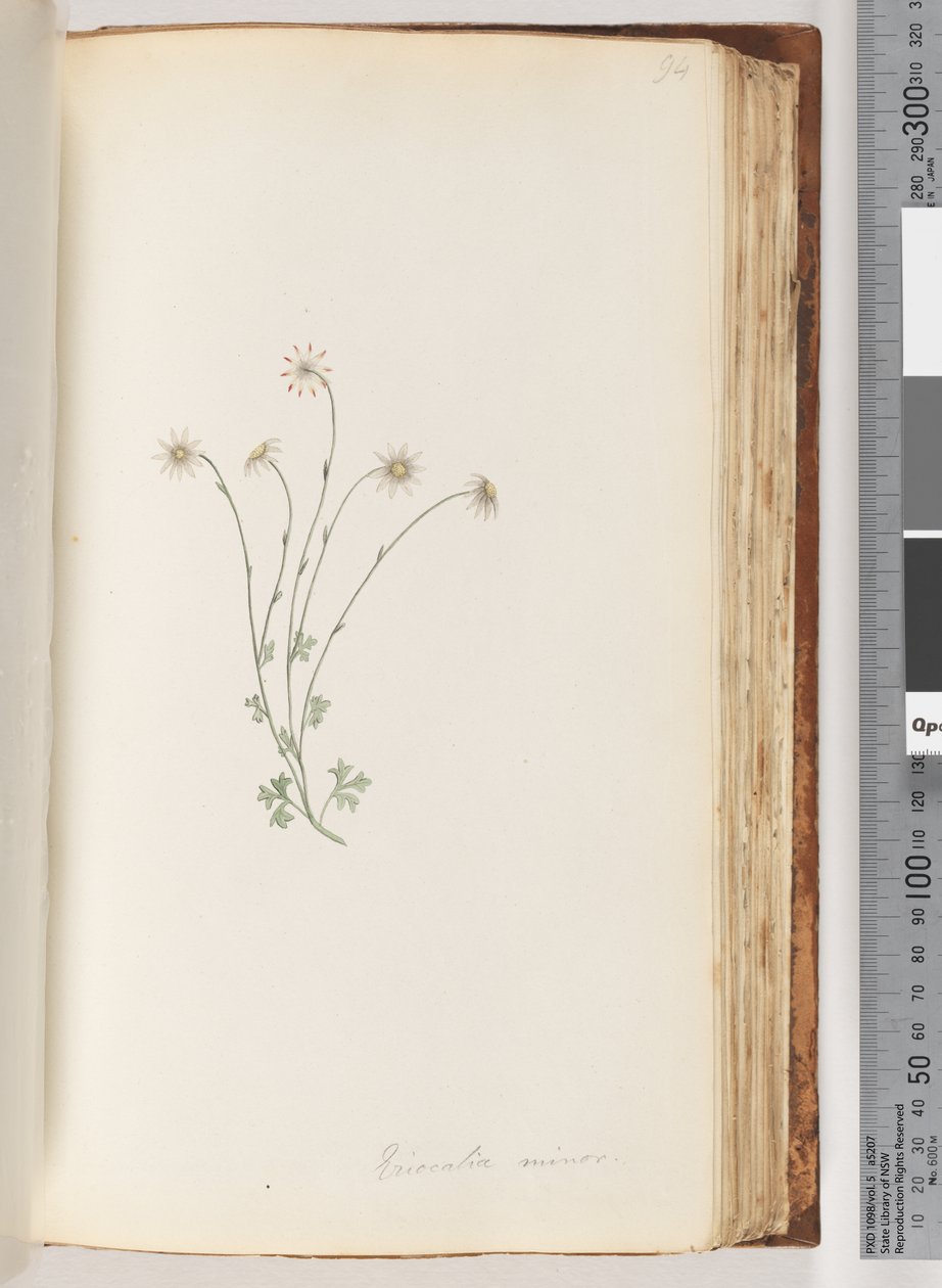 صفحة 94. Eriocalia الصغرى بواسطة فنان غير معروف