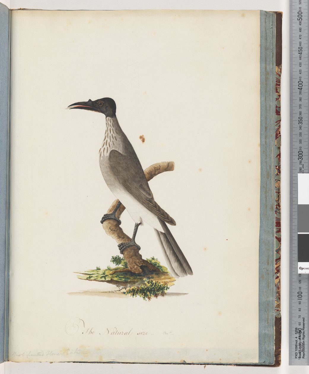 صفحة 95. صاخبة Friarbird. مقبض عسل أمامي بواسطة فنان غير معروف