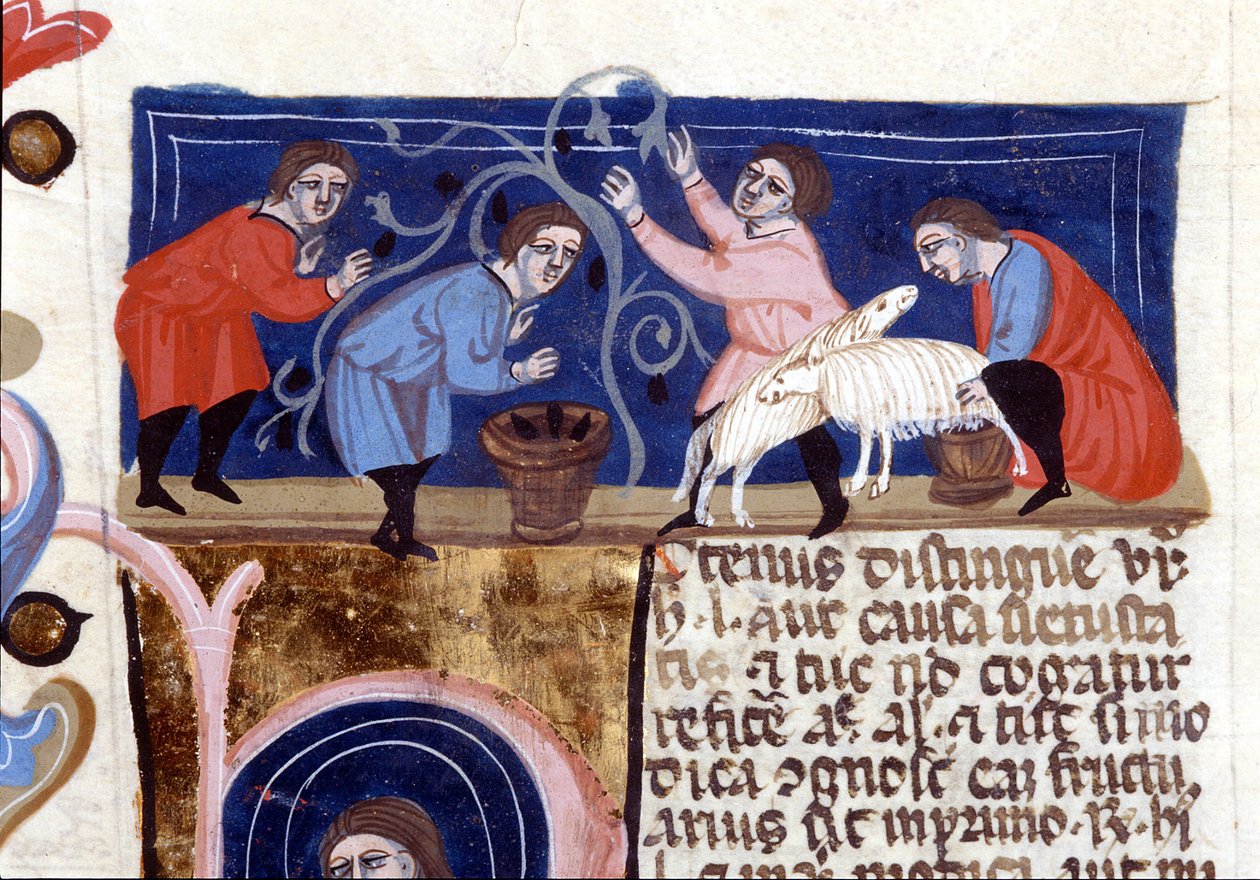 قطف الفاكهة وحلب حليب الغنم. مخطوطة من القرن الرابع عشر. biblioteca Nazionale Braidense. ميلان بواسطة فنان غير معروف