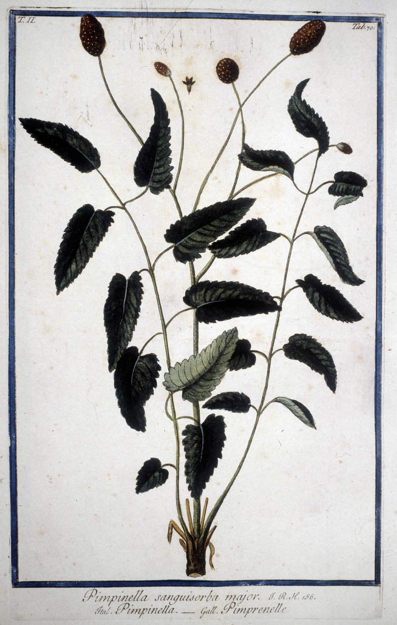 بيمبرينيل: Pimpinella Sanguisorba major. بواسطة فنان غير معروف