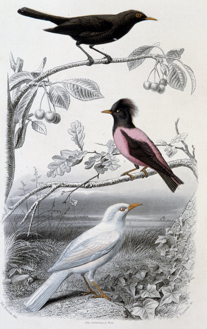 Plate d