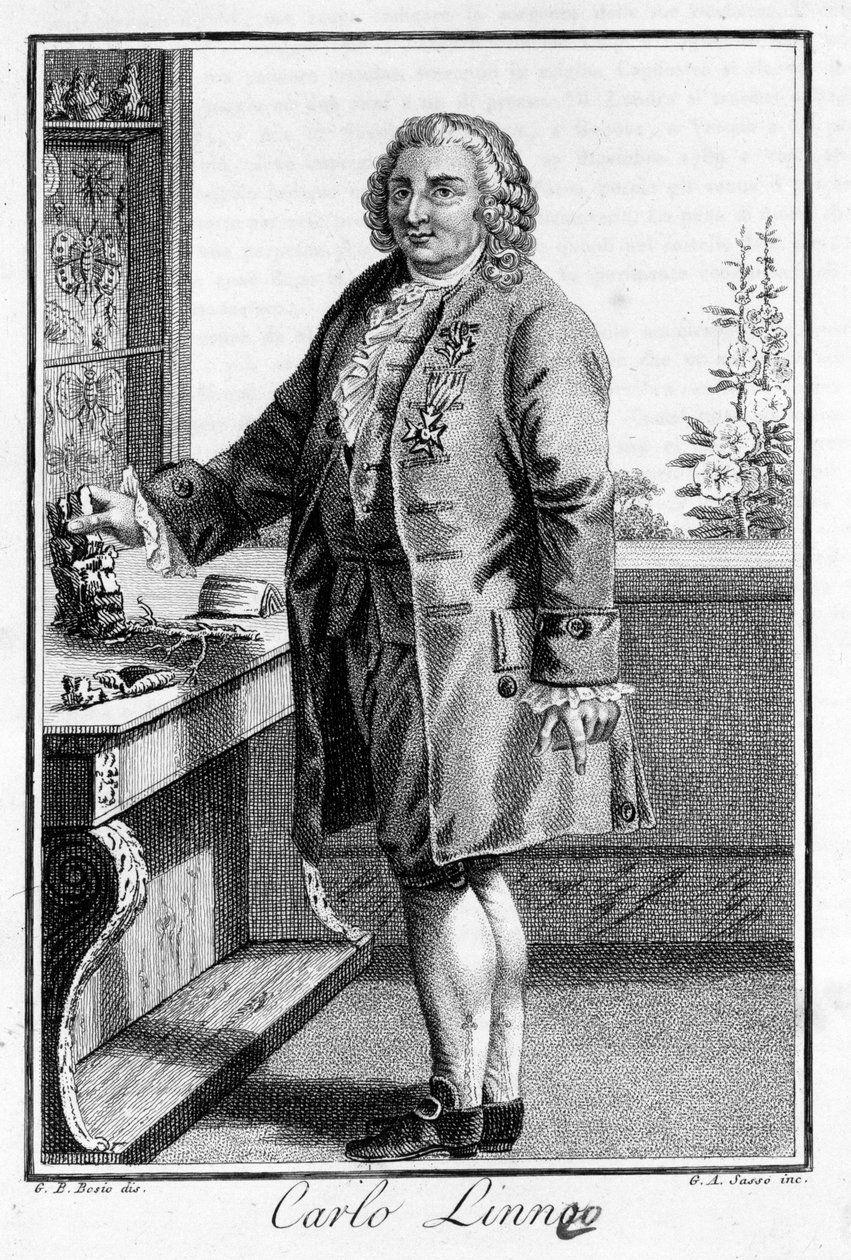 صورة لكارل فون ليني عالم الطبيعة والكاتب السويدي (1707 - 1778). اس دي. نقش القرن التاسع عشر. بواسطة فنان غير معروف