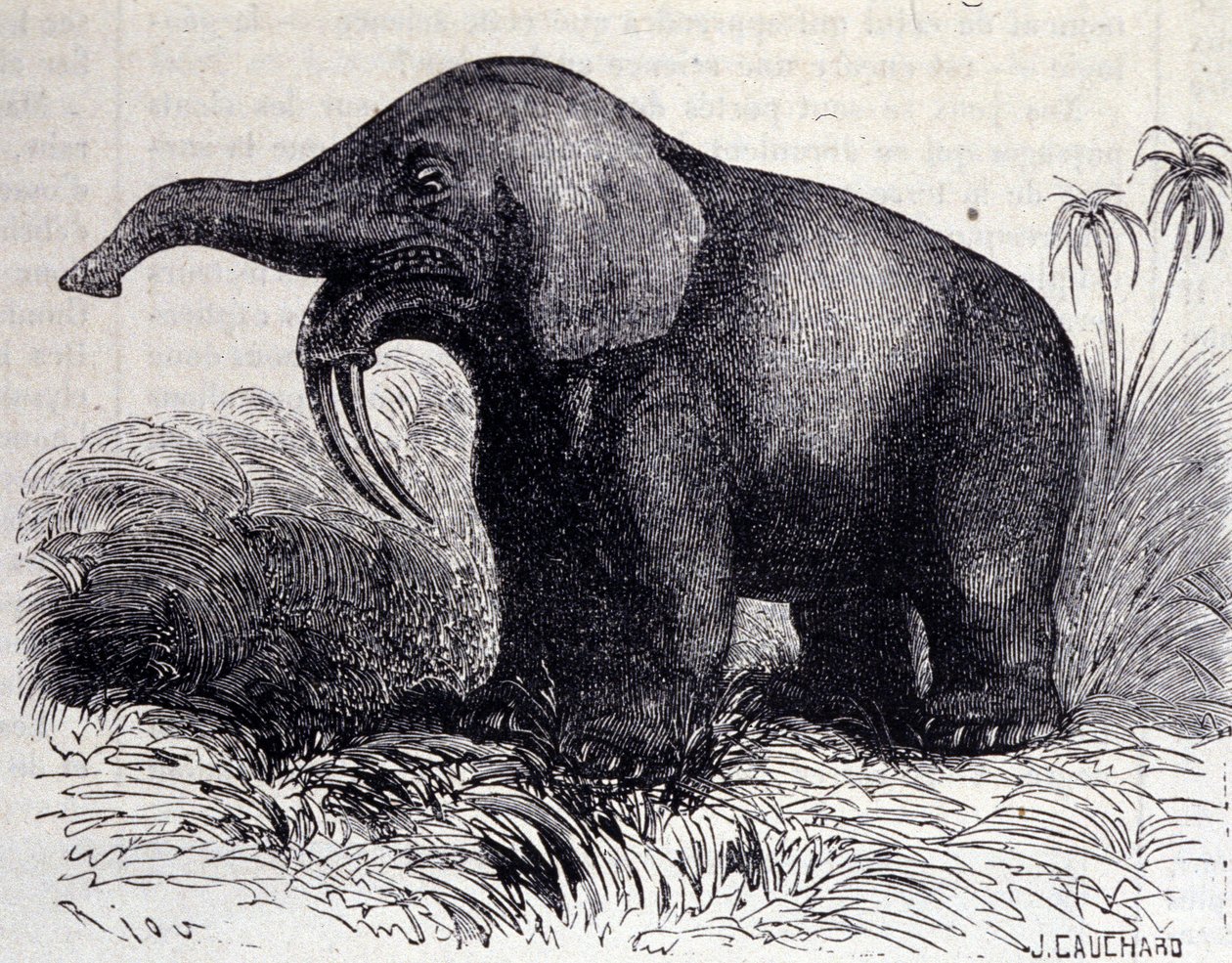 عصور ما قبل التاريخ: تمثيل Dinotherium ، نوع من pachyderm. بواسطة فنان غير معروف
