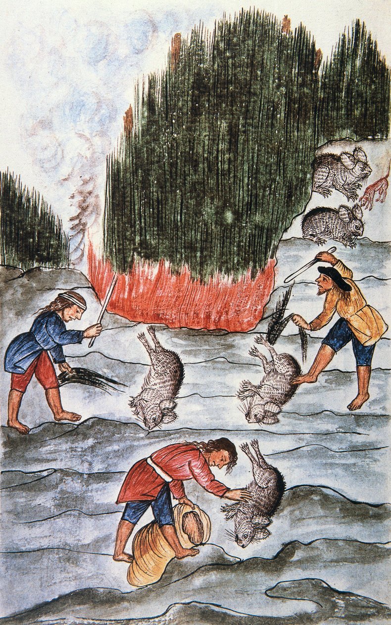 صيد الأرانب ، من كتاب "Trujillo del Peru" أو "Códice Martínez Compañón" ، بقلم بالتازار مارتينيز كومبانيون إي بوجاندا ، أسقف تروخيو (1782-1785) بواسطة فنان غير معروف