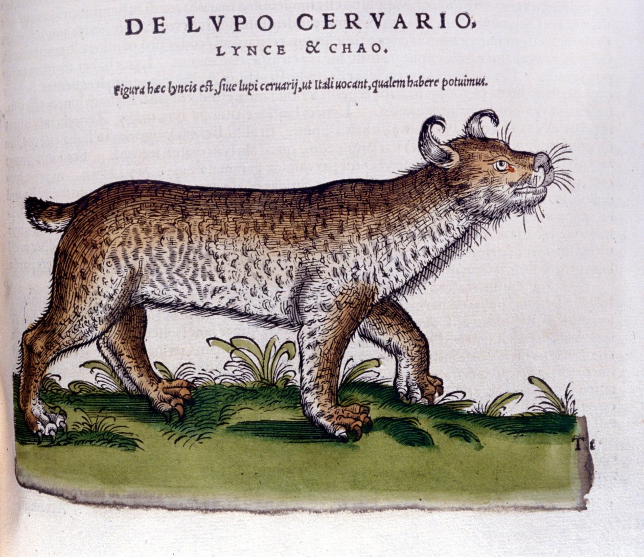تمثيل الوشق (ذئب - غزال) - تاريخ الحيوانات كونراد جيسنر (1516-1565) ، زيورخ بواسطة فنان غير معروف