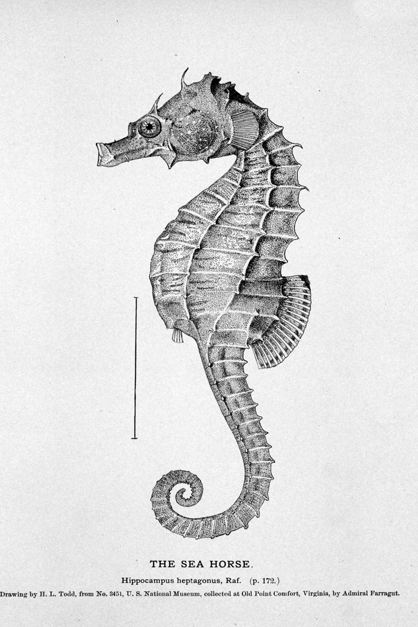 تمثيل فرس البحر (Hippocampus heptagonis). مجلس التاريخ الطبيعي للقرن التاسع عشر. بواسطة فنان غير معروف