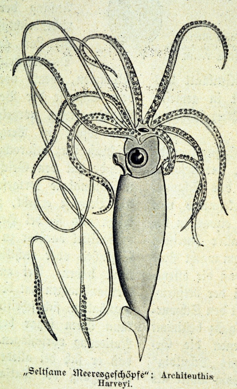 تمثيل ل Architeuthis Harveyi ، الحبار العملاق. بواسطة فنان غير معروف
