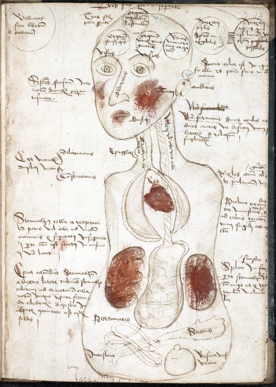 تمثيل نظرية أرسطية للوعي (من: De corpore et anima) - مجهول - 1497 - ألوان مائية على رق - 22x15،8 - مكتبة جامعة جون ريلاندز بواسطة فنان غير معروف