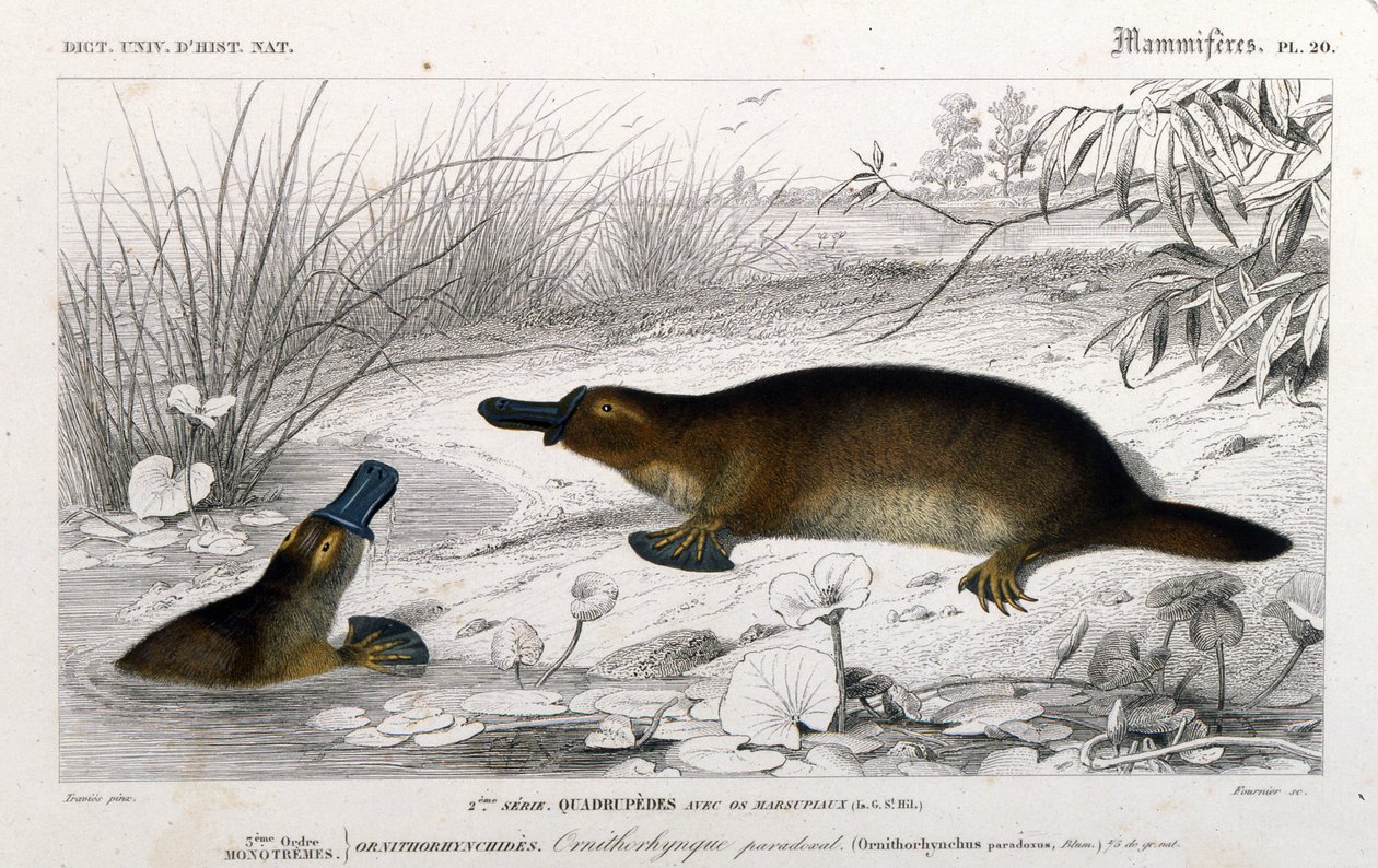 تمثيل Ornithorynch (Ornithorhynchus paradoxus ، Blum.). نقش من "القاموس العالمي للتاريخ الطبيعي" بقلم C.D