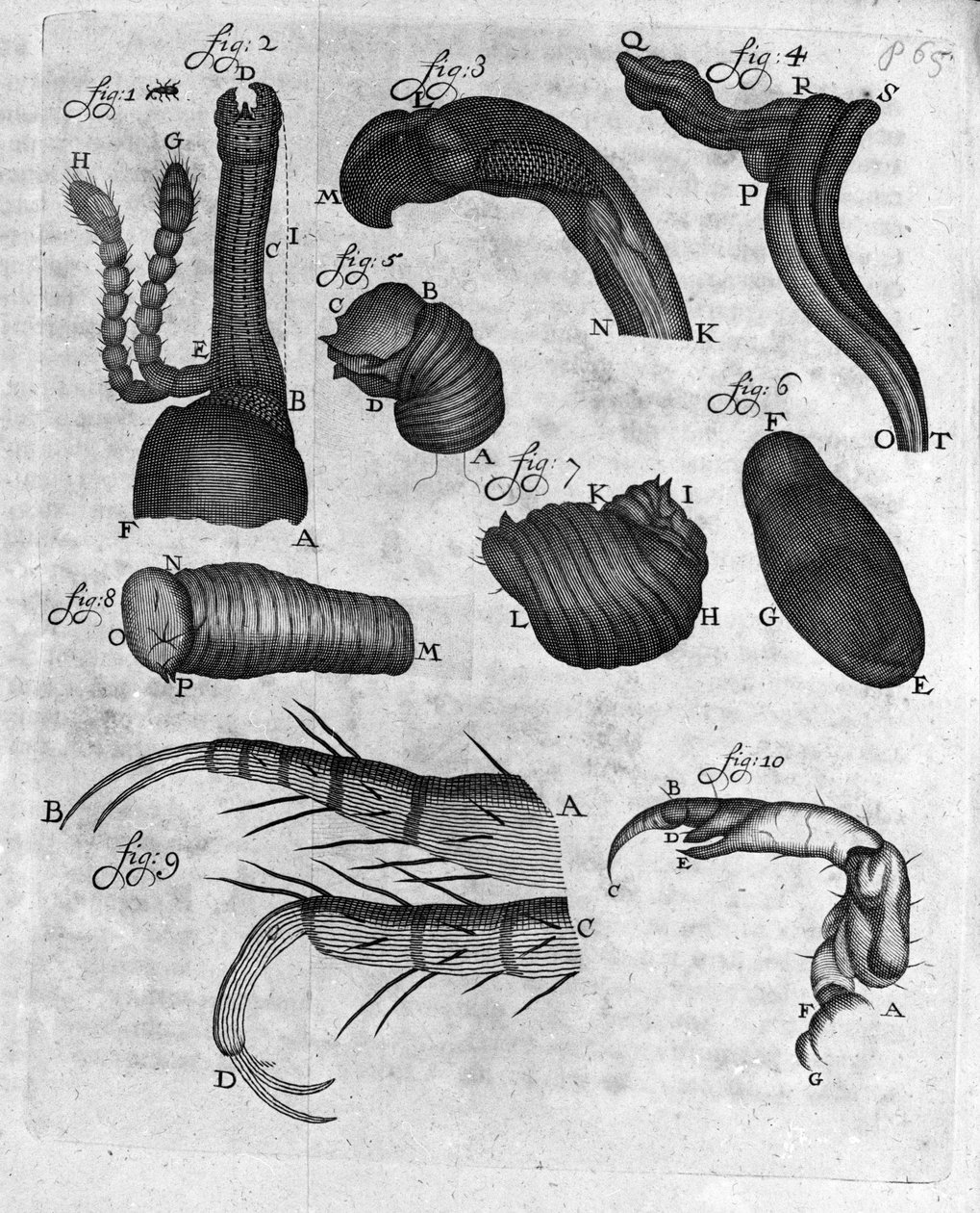 تمثيل charancons (curculiones lupi) دراسة التاجر وعالم الطبيعة الهولندي أنطوان فان ليفينهوك (أو ليفينهوك أو ليوينهوك) (أو أنطوني أو أنتوني) (1632-1723) نقش من "Invetigatio Arcanorum" 1722. بواسطة فنان غير معروف