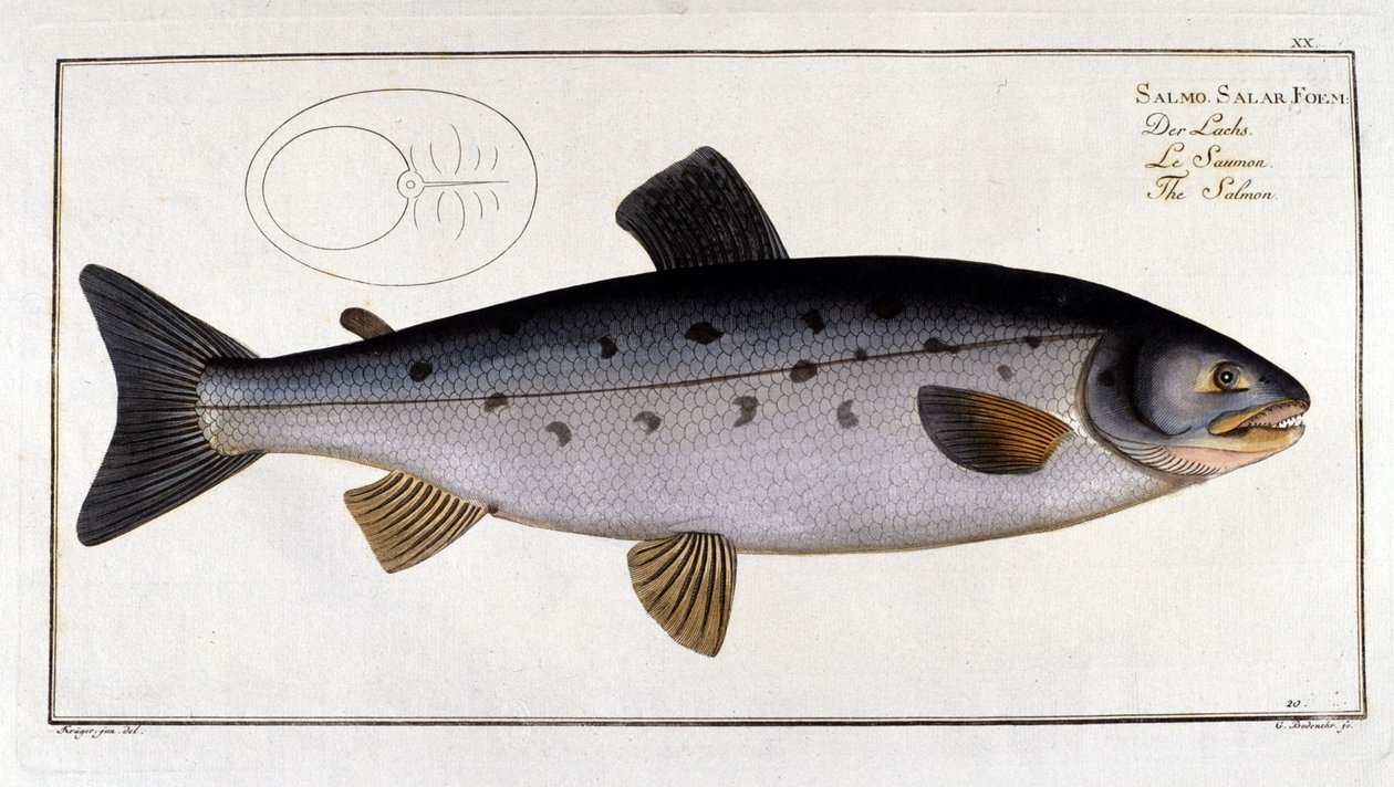 سمك السلمون (Psalm salar) بواسطة Marc Elieser Bloch Ichtyologie Paris - Berlin - London 1787. بواسطة فنان غير معروف