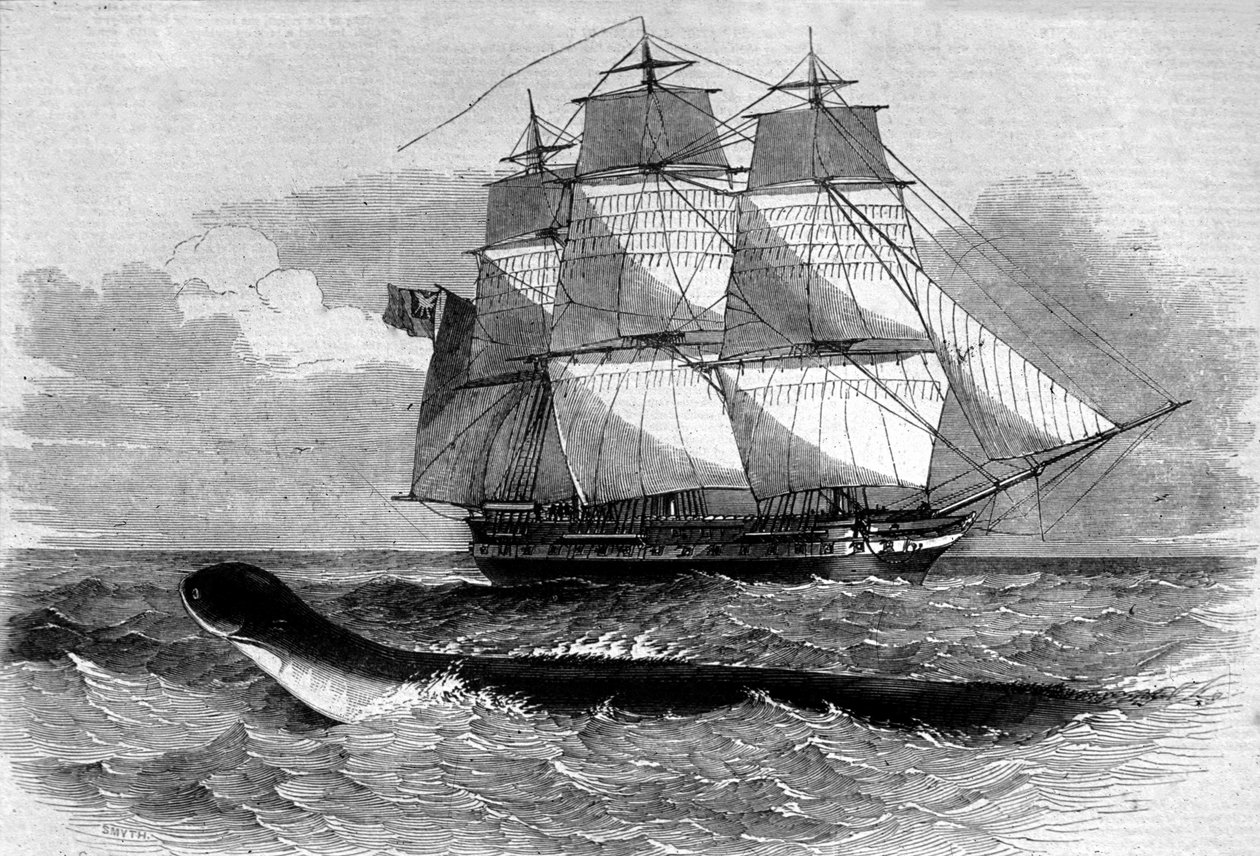 وحش البحر: ظهور ثعبان البحر على طريق ديدالوس فريجيت عام 1848. نقش من القرن التاسع عشر. بواسطة فنان غير معروف