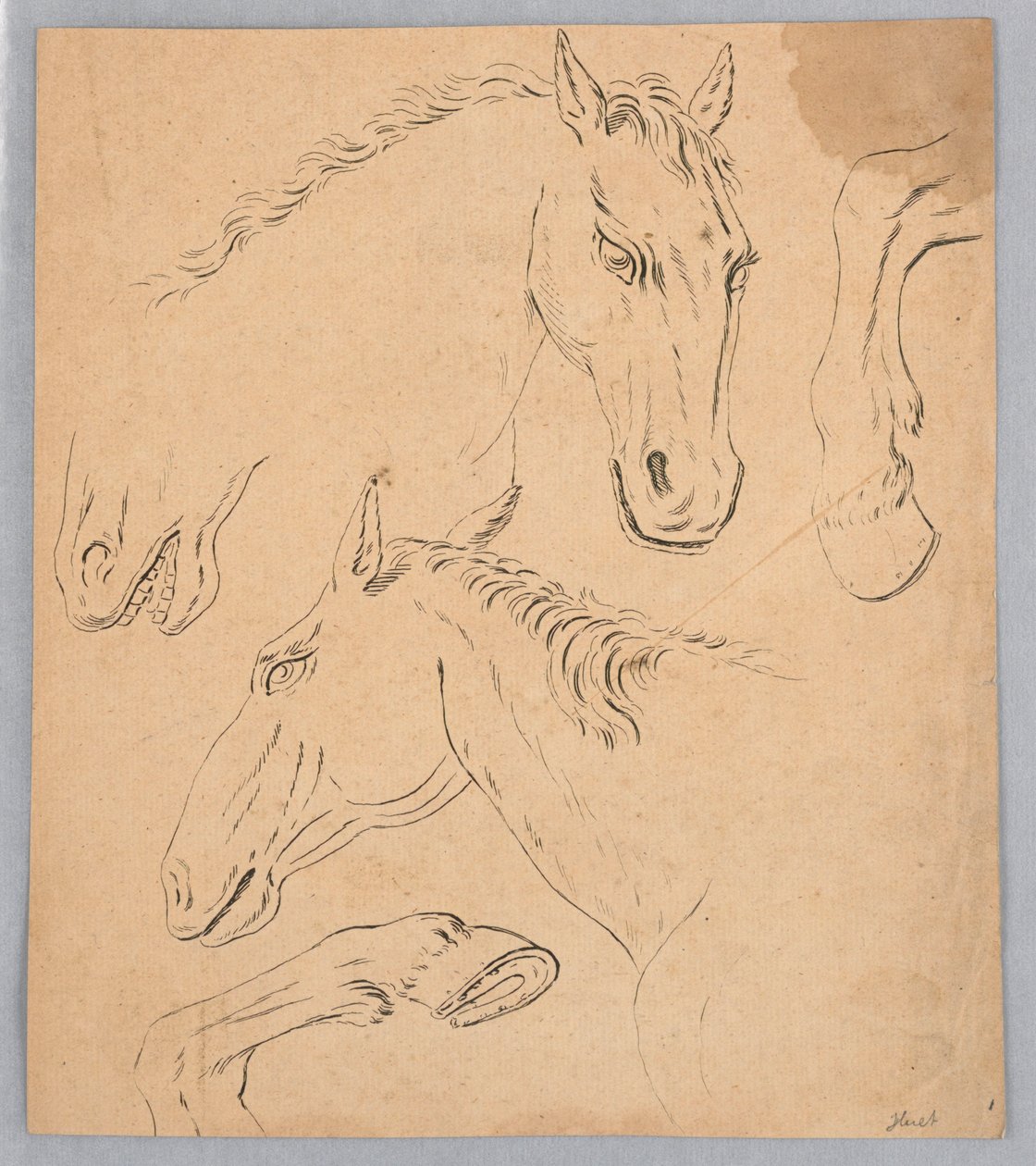 اسكتشات لرؤوس الخيل والحوافر بواسطة فنان غير معروف
