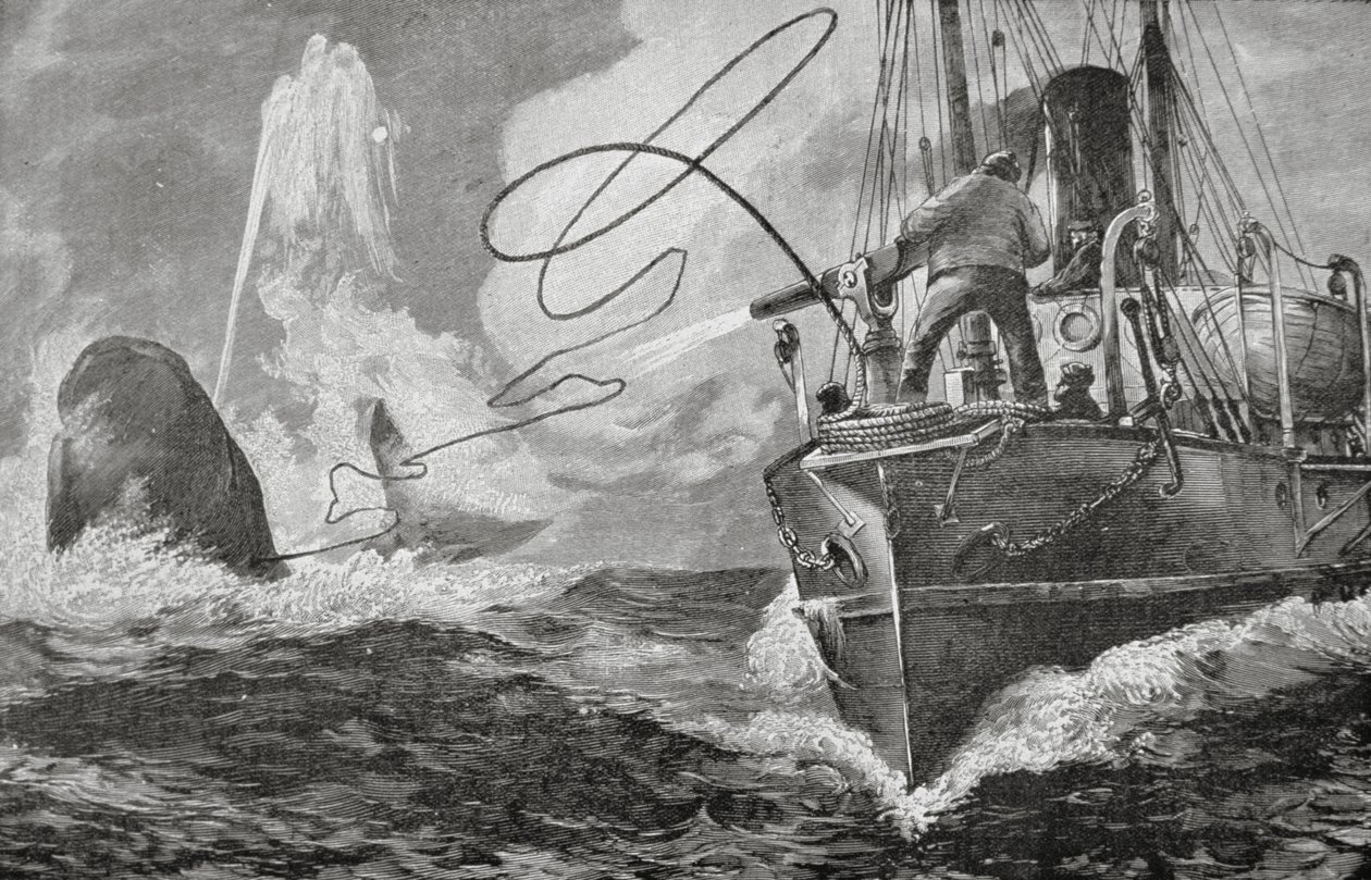 Steamers as Whalers بواسطة فنان غير معروف