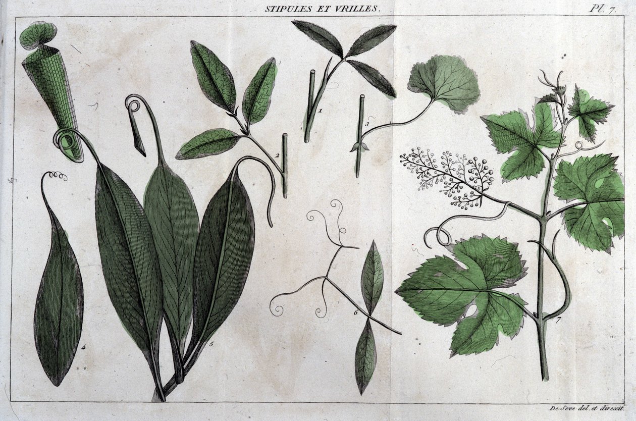 نباتات وأوتار: في "" Flora Françoise ، أو وصف موجز لجميع النباتات التي تنمو بشكل طبيعي في فرنسا ، مرتبة وفقًا لطريقة تحليل جديدة يتم من خلالها اقتباس أقل مزاياها التباسًا في الطب وفائدتها في بواسطة فنان غير معروف
