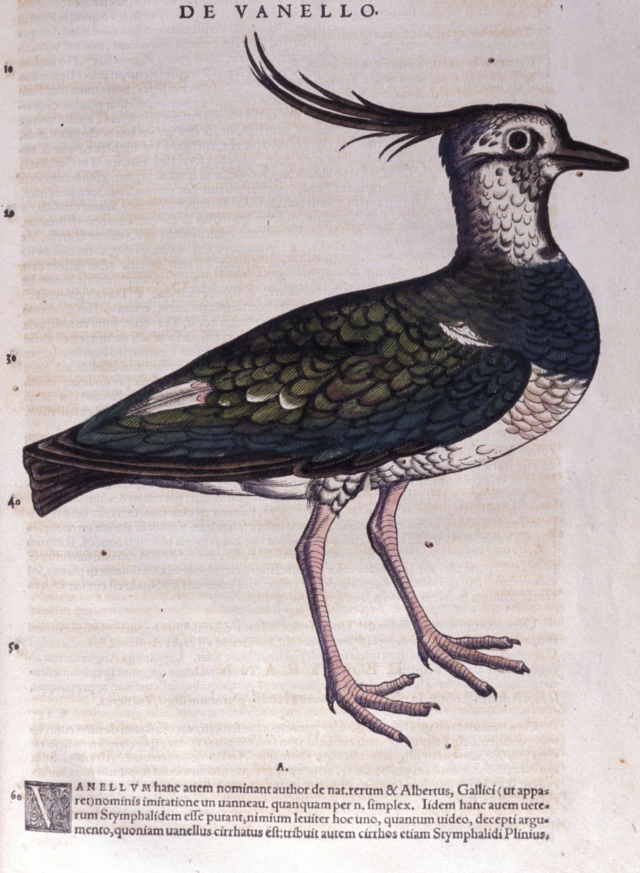 طائر أبو طائر في تاريخ الحيوانات بقلم كونراد جيسنر (1516-1565) ، زيورخ بواسطة فنان غير معروف
