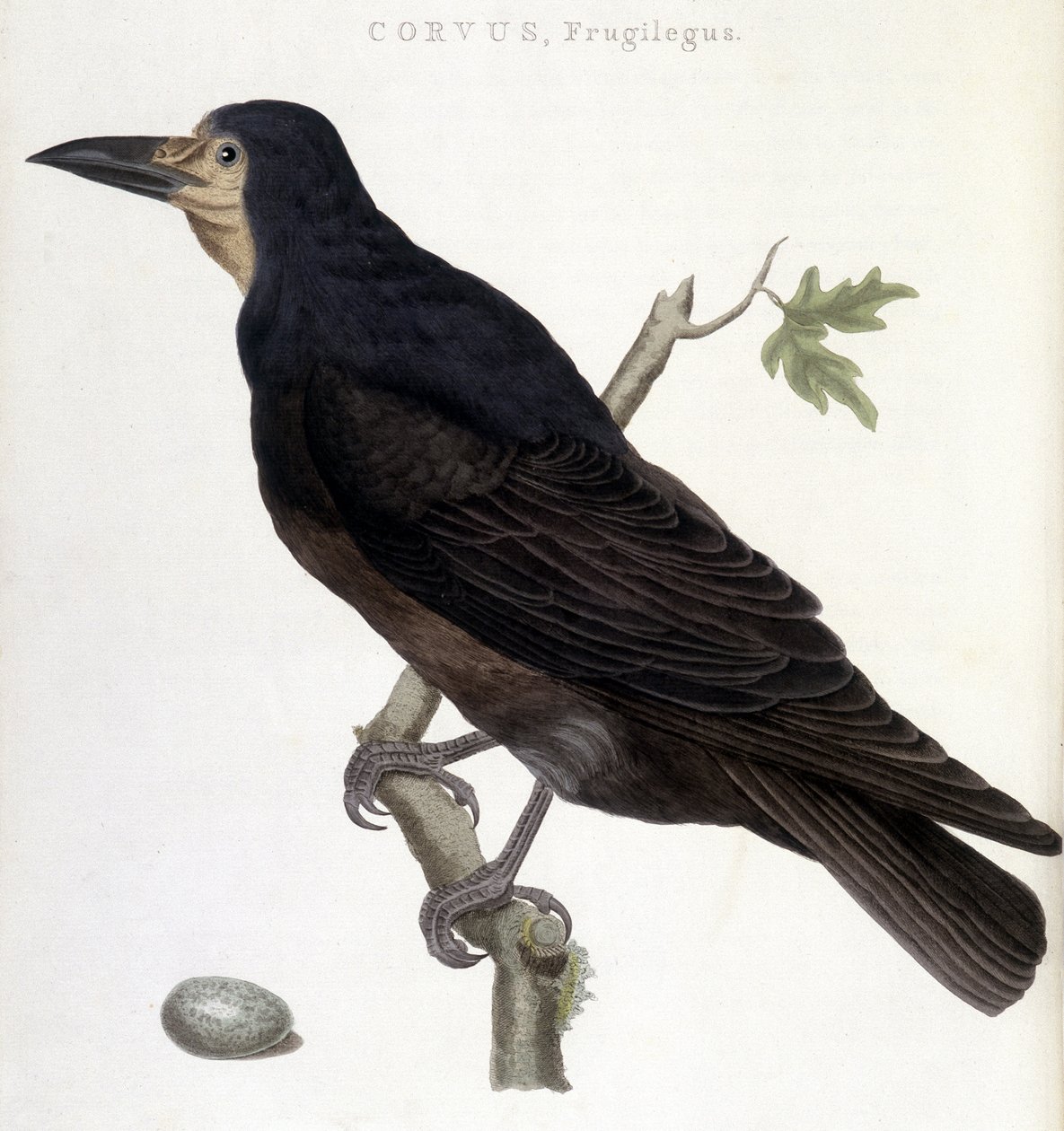 The Raven Frugilegus - لوحة التاريخ الطبيعي بواسطة فنان غير معروف