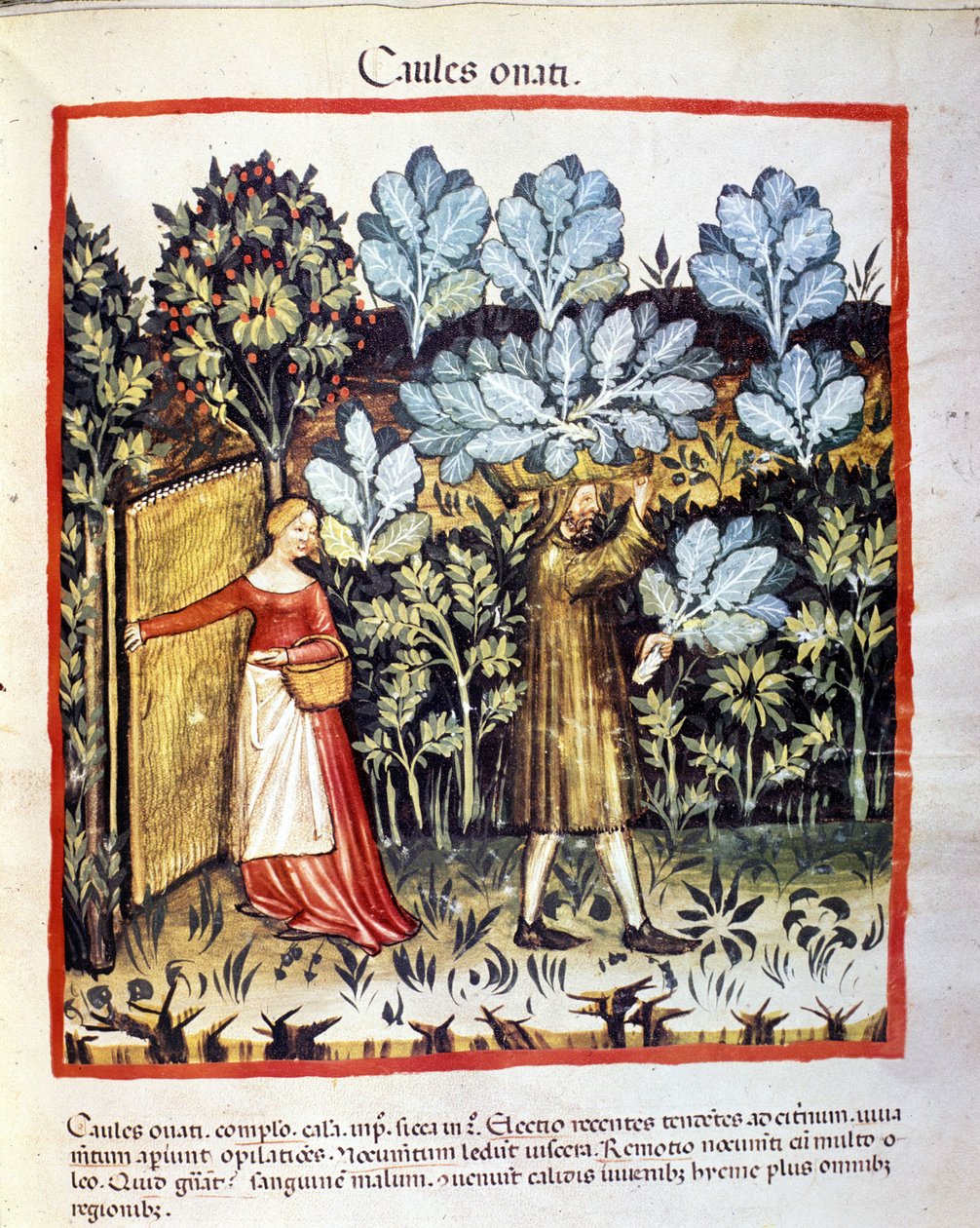 محصول زهرة الملفوف في حديقة نباتية. الإضاءة من حلب الأدوية وعلم التغذية "" Tacuinum sanitatis "" بواسطة فنان غير معروف