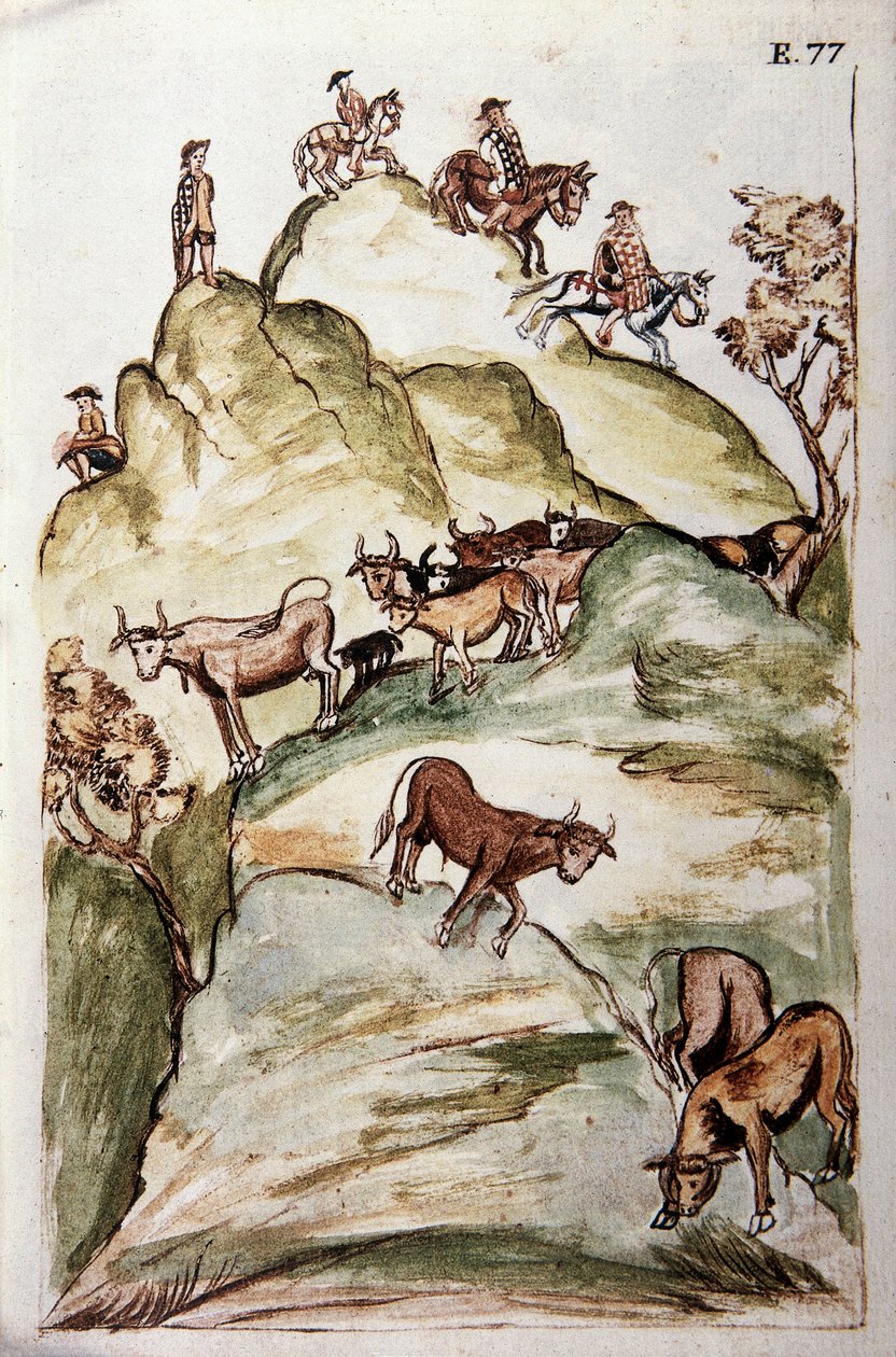 حراس الأبقار يطوقون مجموعة من الأبقار في الجبال لاصطيادها ، من كتاب "Trujillo del Peru" أو "Códice Martínez Compañón" ، بقلم بالتازار مارتينيز كومبانيون إي بوجاندا ، أسقف تروخيو (1782-1785) بواسطة فنان غير معروف