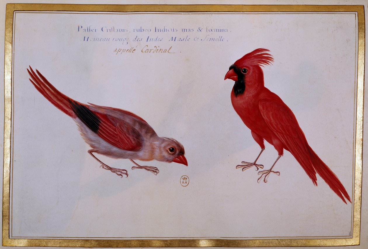 Two Cardinal birds, red sparrow of the Indies. Ornithological board of the 18th century. Paris, B.N. بواسطة فنان غير معروف