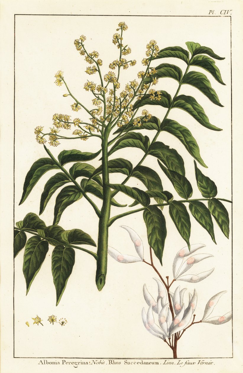 الورنيش شجرة ، Ailanthus altissima ، أو شجرة الشمع ، Rhus succedanea بواسطة فنان غير معروف