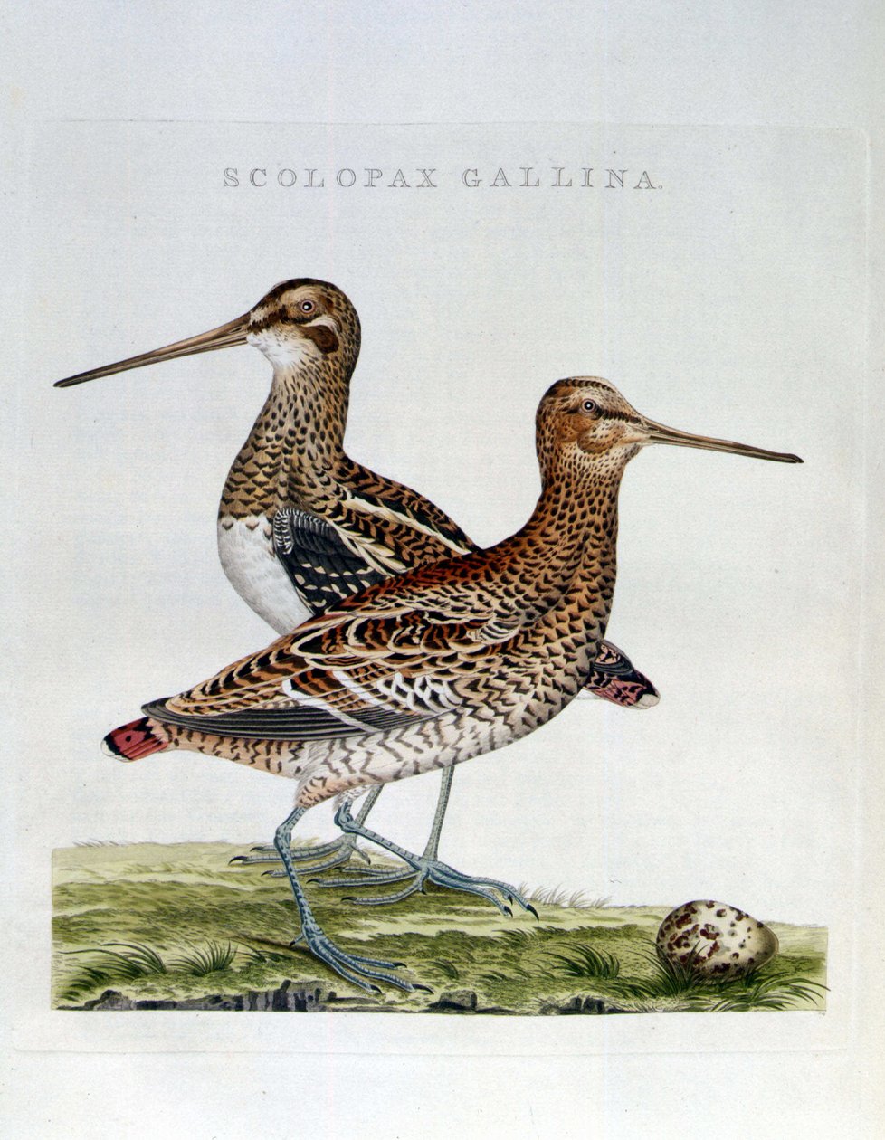 طيور خشبية وبيض (scolopax gallina) - نقش بواسطة فنان غير معروف