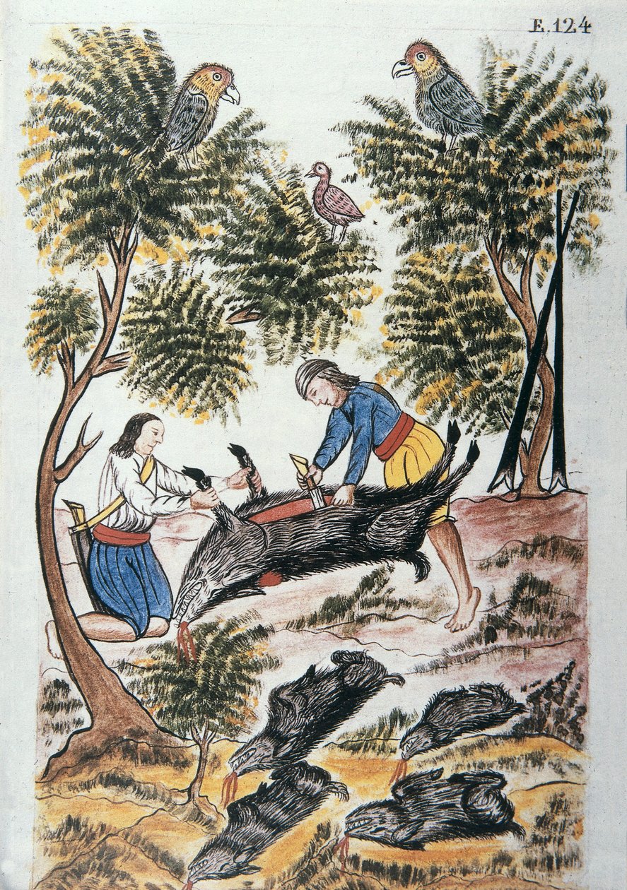 الهنود الشباب جزار الخنزير البري ، من كتاب "تروخيو ديل بيرو" أو "كوديس مارتينيز كومبانيون" ، بقلم بالتازار مارتينيز كومبانيون إي بوجاندا ، أسقف تروخيو (1782-1785) بواسطة فنان غير معروف