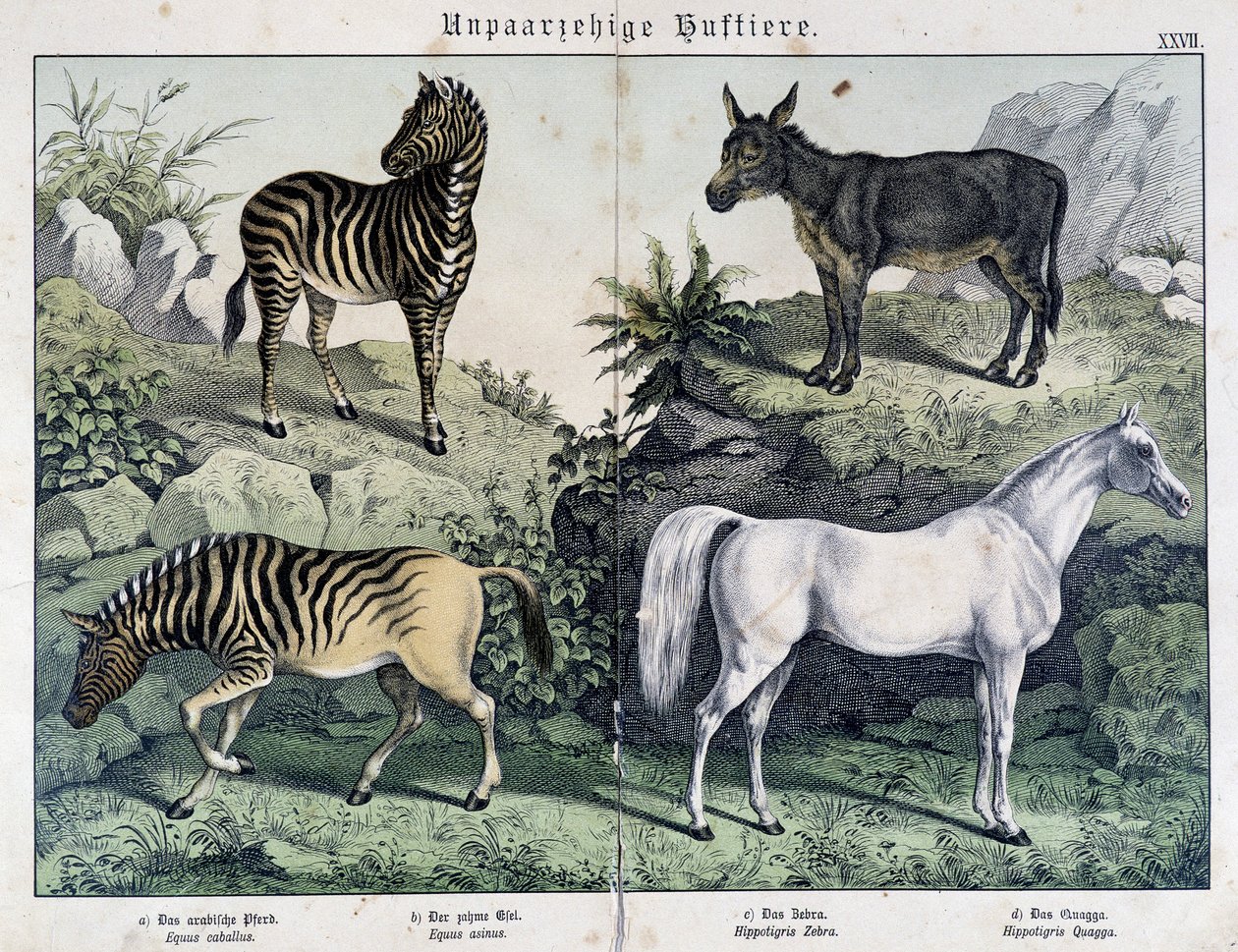 Zebras, donkey and horse - in “” Histoires naturelles des mammals””, ed. Schreiber بواسطة فنان غير معروف