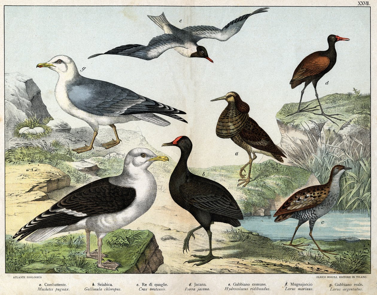a: المقاتل (Machetes pugnax) ، b: Chicken Gallinula chloropus) ، c: Rale des genetes (Crex pratensis) ، d: Jacana (Parra Jacana) ، e: Black-eyed Gull (Hydrocolaeus ridibundus) ، f: Seagull (Larus) marinus) ، g: نورس الرنجة (Larus argentus) - في "Natur بواسطة فنان غير معروف