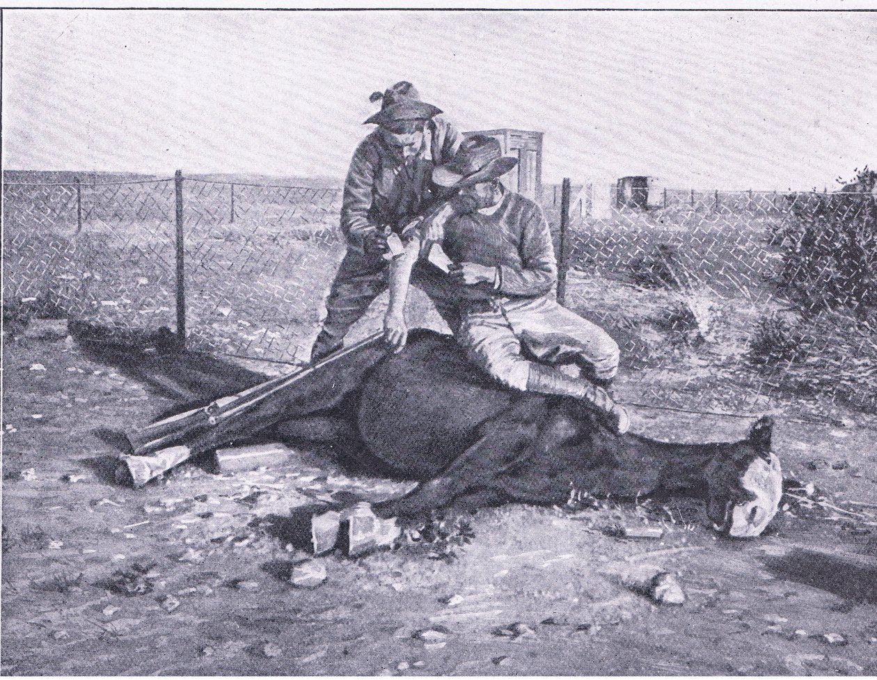 A narrow escape. A wounded scout who has had his horse shot from under him, from After Pretoria: The Guerilla War published by Harmsworth Bros Limited بواسطة مصور غير معروف