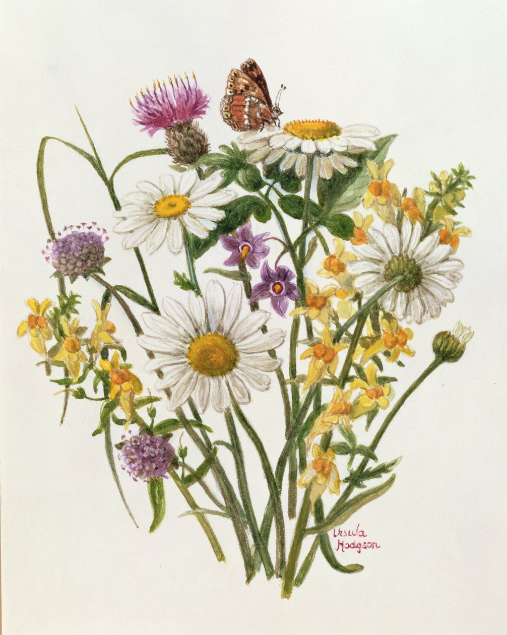 Knapweed و Daisy Ox-eye و Toad Flax (مرحاض على ورق) بواسطة أورسولا هودجسون