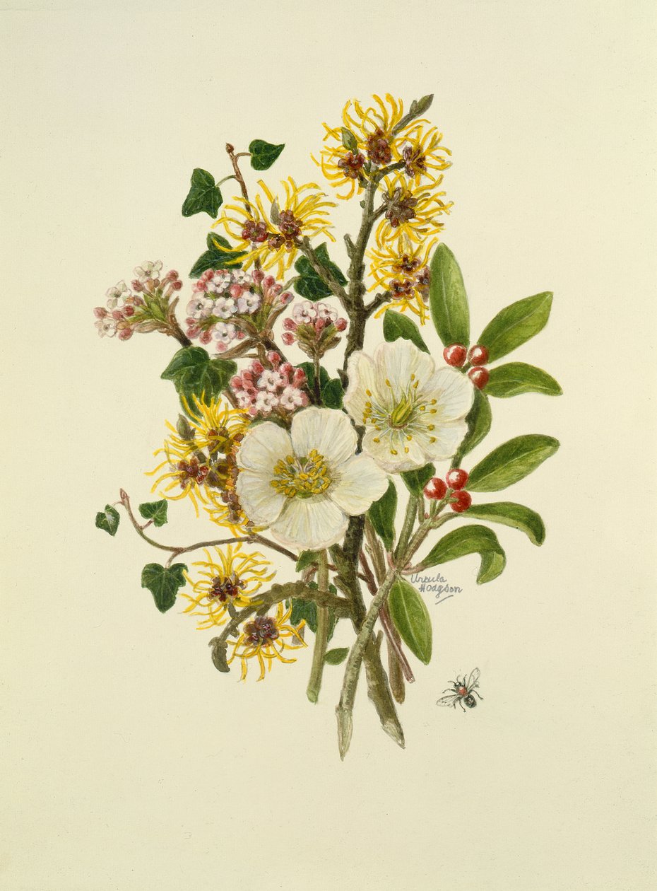 Skimia Japonica و Hammemelus و Viburnum و Hellebore (مرحاض على ورق) بواسطة أورسولا هودجسون