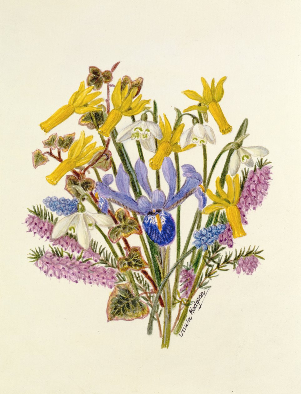 Snowdrop و Narcissus Cyclamineus و Iris Reticulata و صفير العنب (مرحاض على ورق) بواسطة أورسولا هودجسون