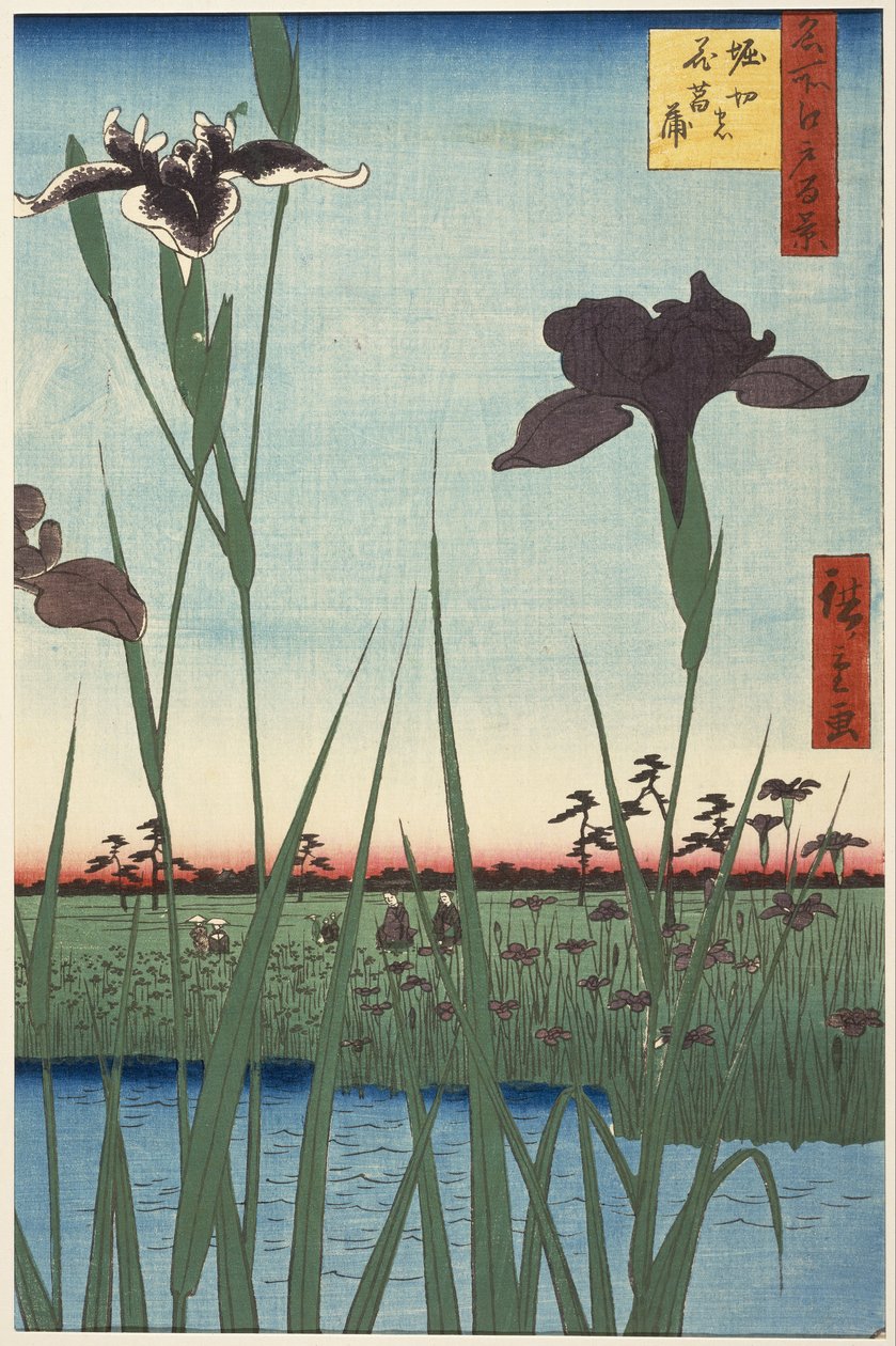 Horikiri Iris Garden (Horikiri no hanashōbu) ، من سلسلة مائة مشاهدة شهيرة لإيدو (Meisho Edo hyakkei) بواسطة Utagawa Hiroshige