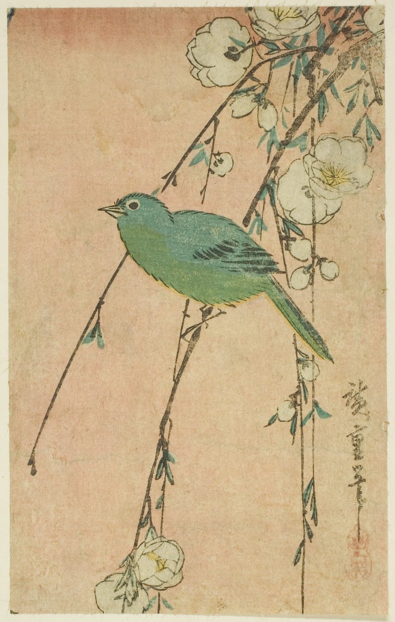 عين بيضاء يابانية وكرز يبكي بواسطة Utagawa Hiroshige