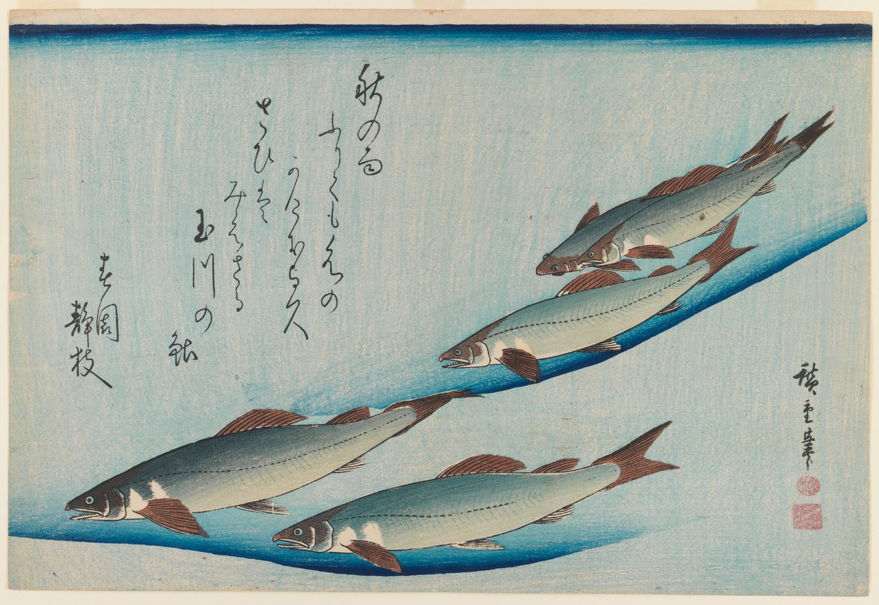 مدرسة تراوت خمسة مقاعد من سلسلة الأسماك ، c.1835 (طبعة خشبية ملونة) بواسطة Utagawa Hiroshige