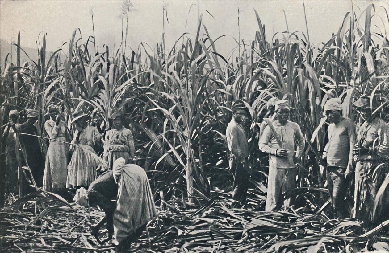مزرعة قصب السكر ، 1916 بواسطة عيد الحب وأولاده المحدودة