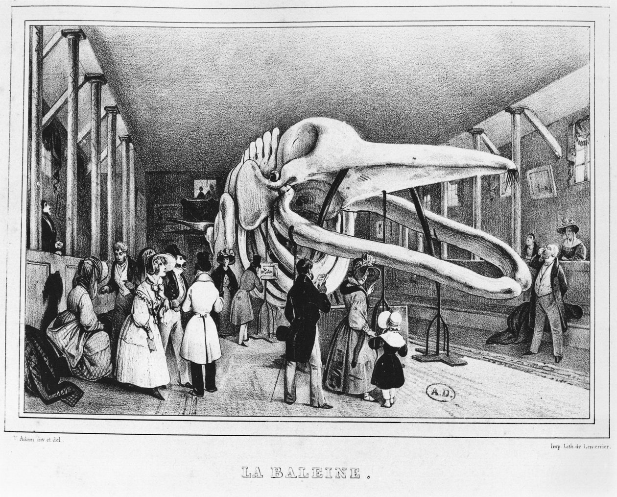الحوت في متحف التاريخ الطبيعي في باريس ، عام 1840 بواسطة فيكتور آدم