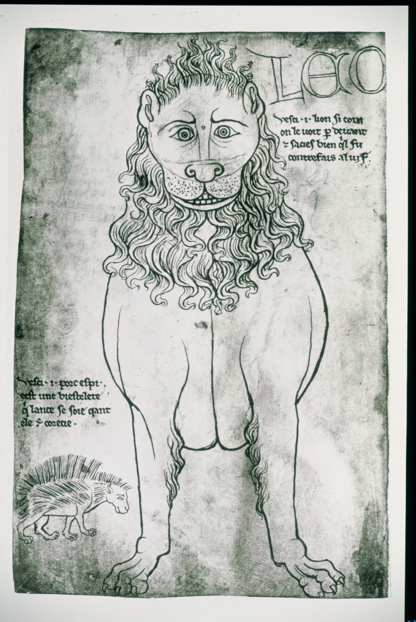 السيدة Fr 19093 fol.24v Lion and Porcupine (الفاكس) بواسطة فيلارد دي هونيكورت