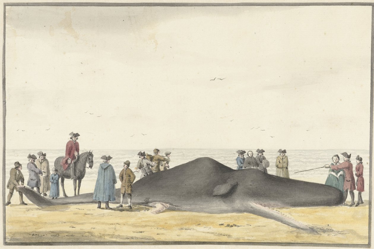 حوت العنبر (cachelot) تم غسله على الشاطئ بين Zandvoort و Wijk aan Zee ، 20 فبراير 1762 ، شوهد من الأمام بواسطة فنسنت جانز. فان دير فين