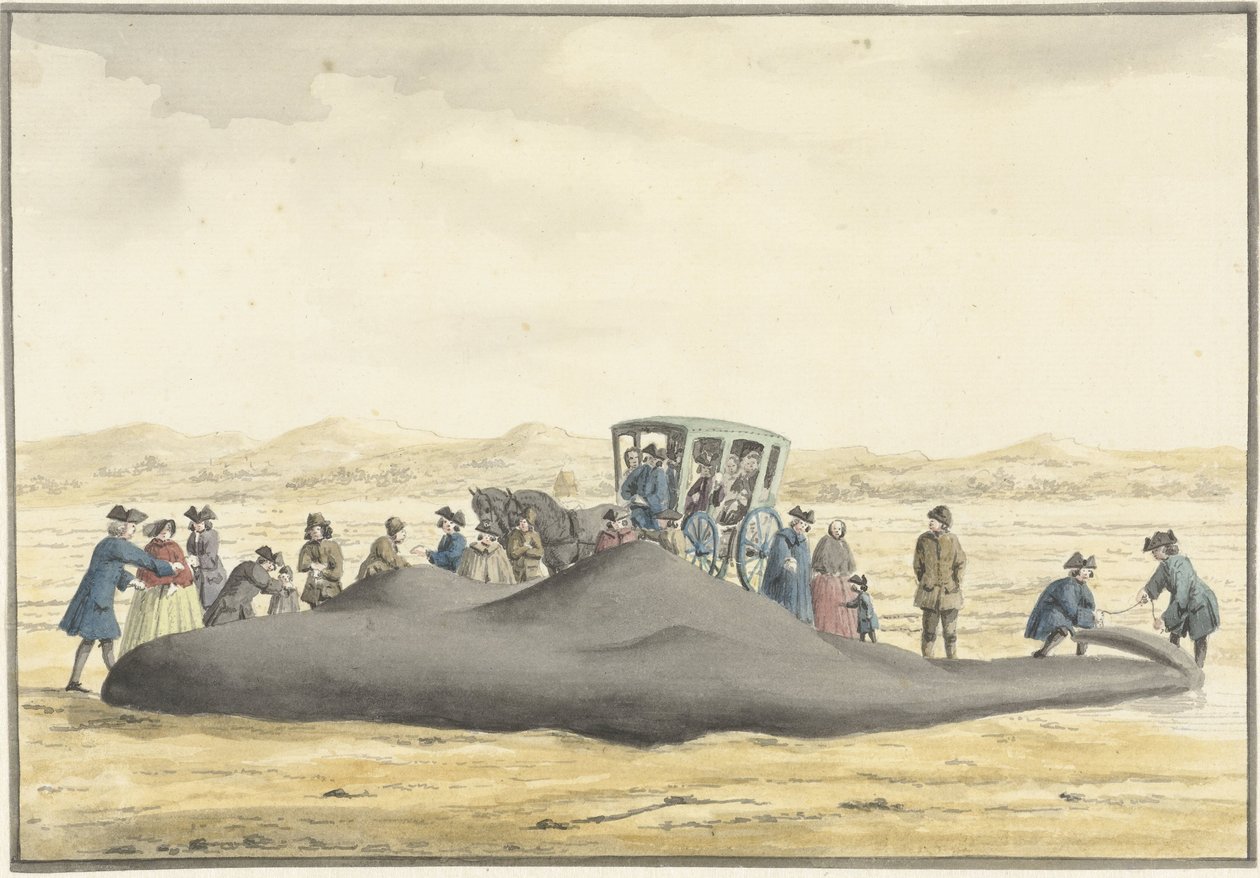 جرف حوت العنبر على الشاطئ بين زاندفورت و Wijk aan Zee ، 20 فبراير 1762 ، من الخلف بواسطة فنسنت جانز. فان دير فين