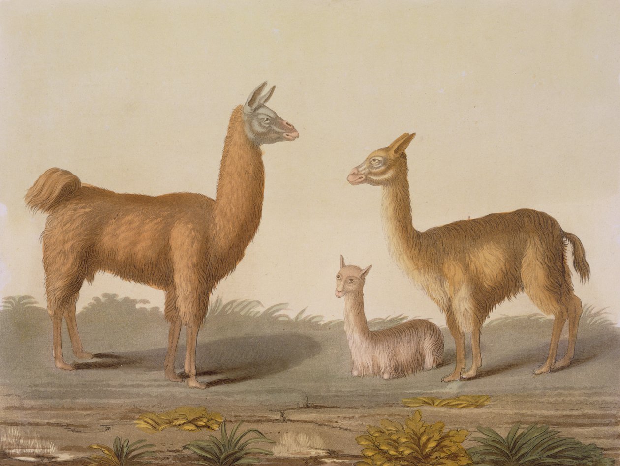 Alpaca (يسار) و Vicuna (يمين) اللاما ، من Le Costume Ancien et Moderne ، المجلد الثاني ، اللوحة 12 ، بقلم Jules Ferrario ، تم نشره في 1820s-30s بواسطة فيتوريو رينيري